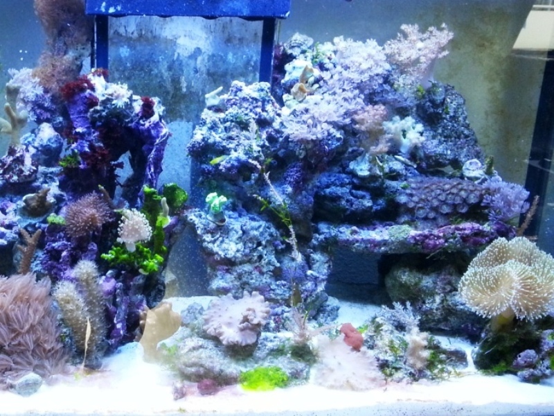 Foto Aquarium