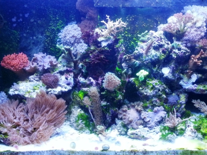 Foto Aquarium