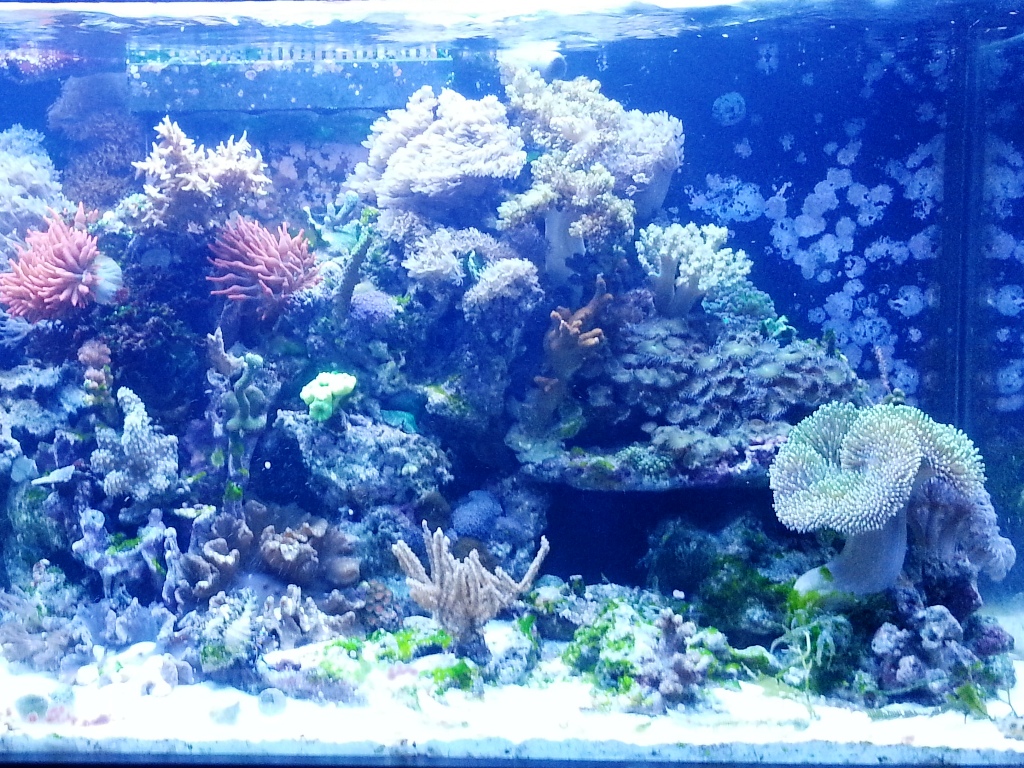 Foto Aquarium