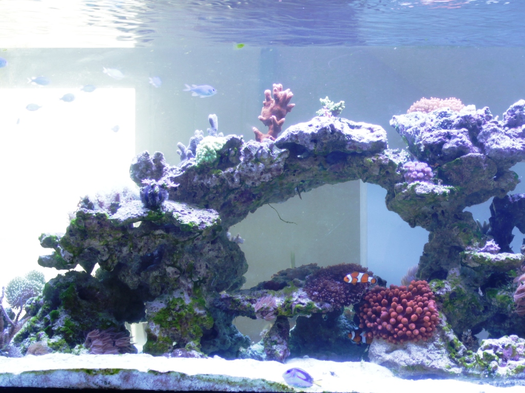 Foto Aquarium
