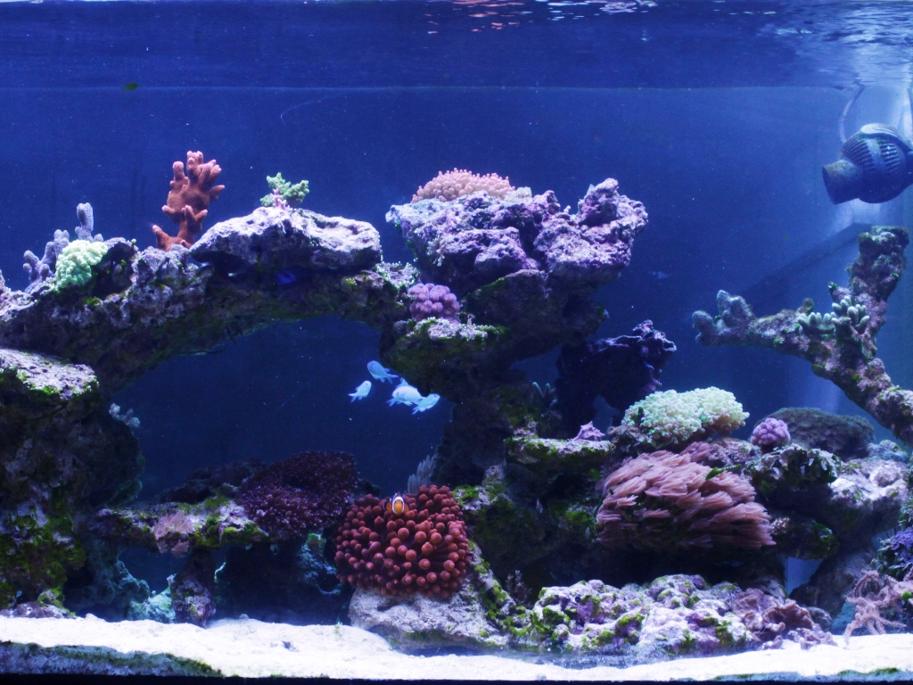 Foto Aquarium