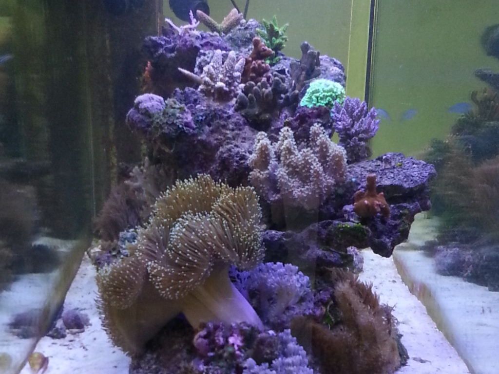 Foto Aquarium