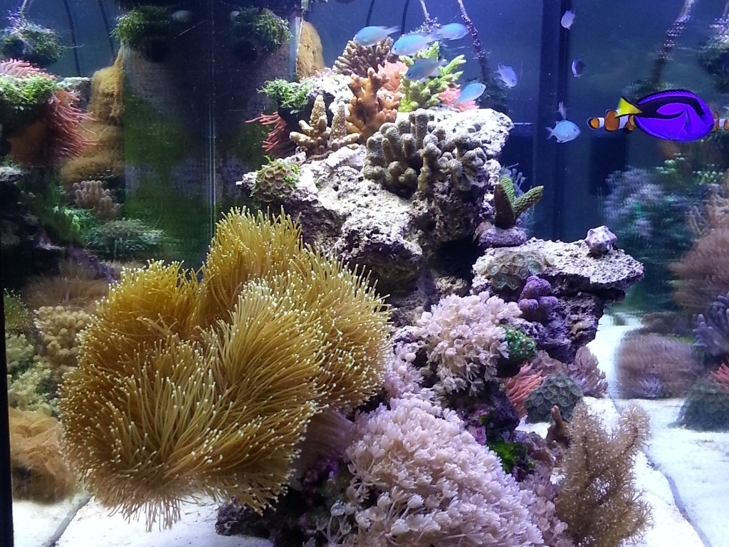 Foto Aquarium