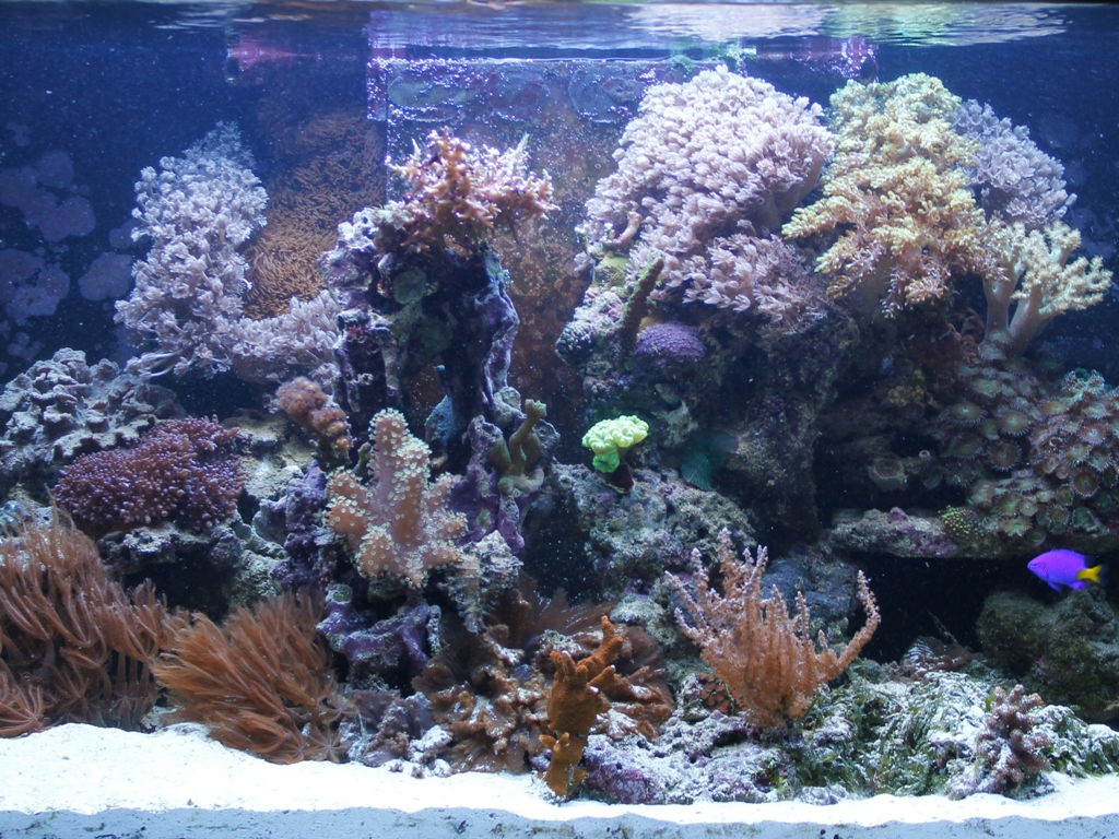 Foto Aquarium