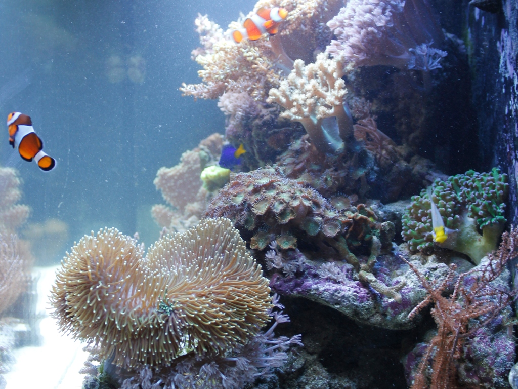 Foto Aquarium