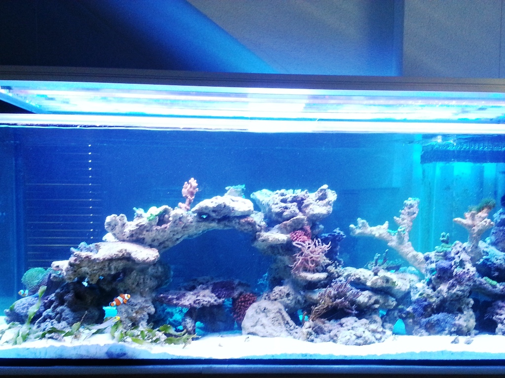 Foto Aquarium