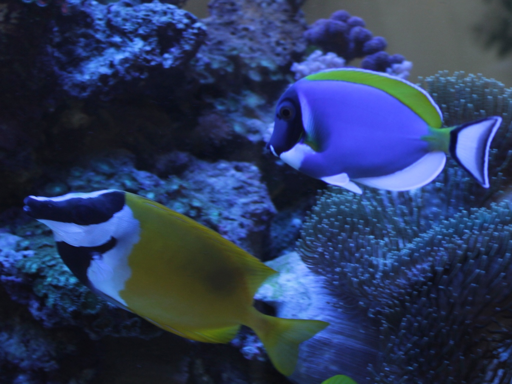 Foto Aquarium