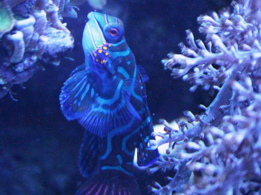 Foto Aquarium