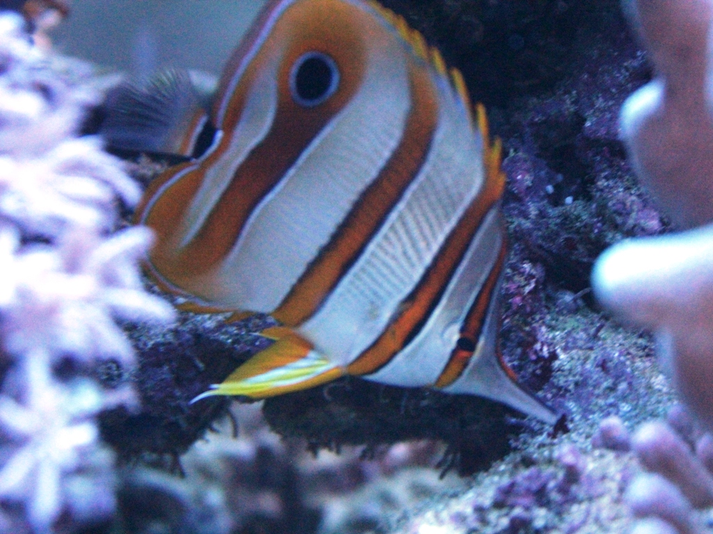 Foto Aquarium